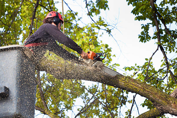 Best Tree Removal for Businesses  in USA